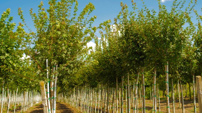 Liquidambar styraciflua – arbore de gumă american [3]