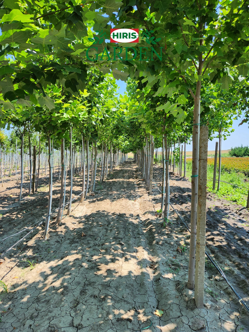 Liriodendron tulipifera (Arborele lalea) [1]