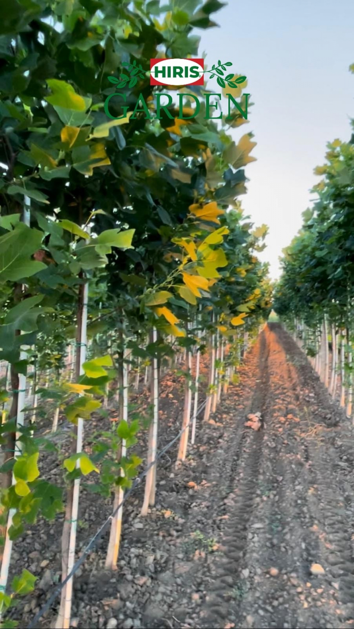 Liriodendron tulipifera (Arborele lalea) [4]