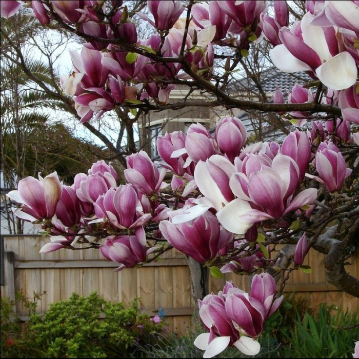 Magnolia roz - Magnolia soulangeana [1]