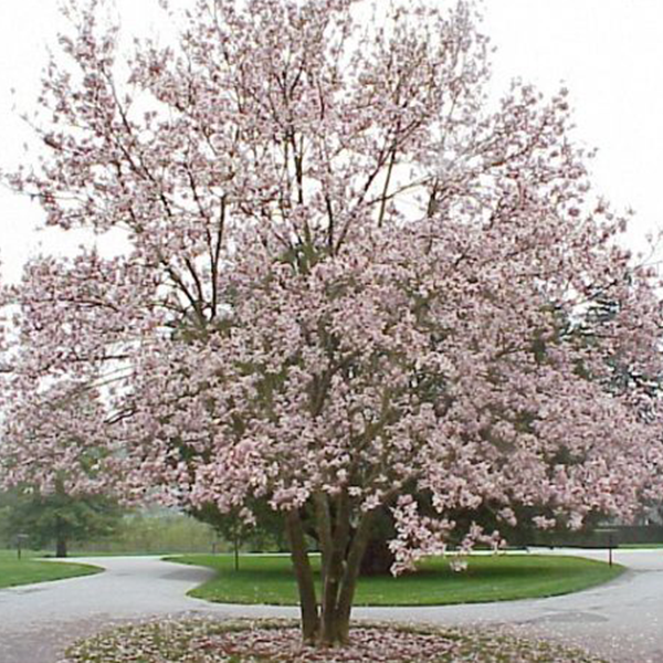 Magnolia roz - Magnolia soulangeana [4]