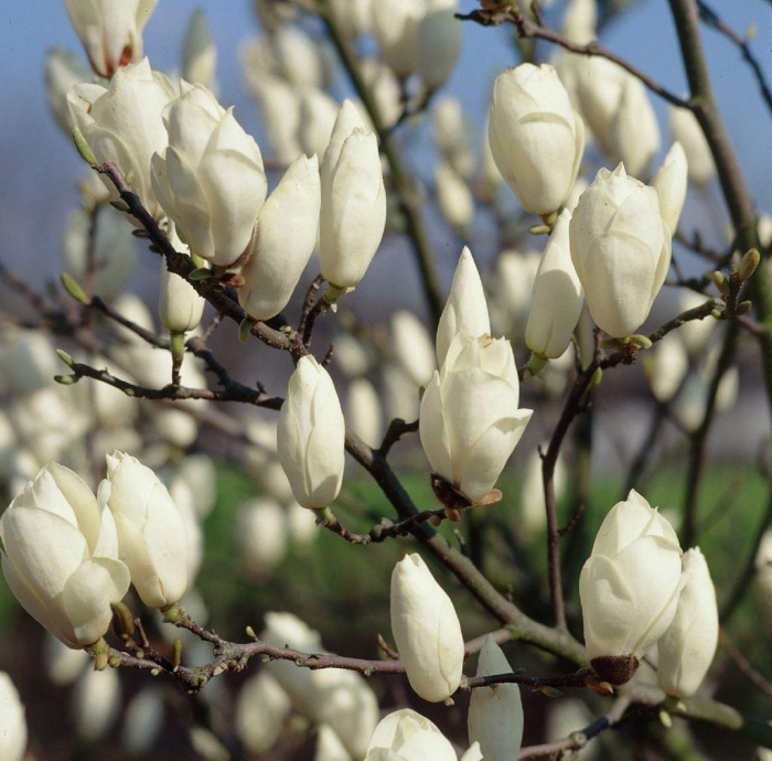 Magnolia stellata [3]
