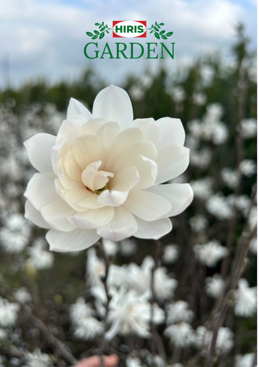 Magnolia stellata [1]