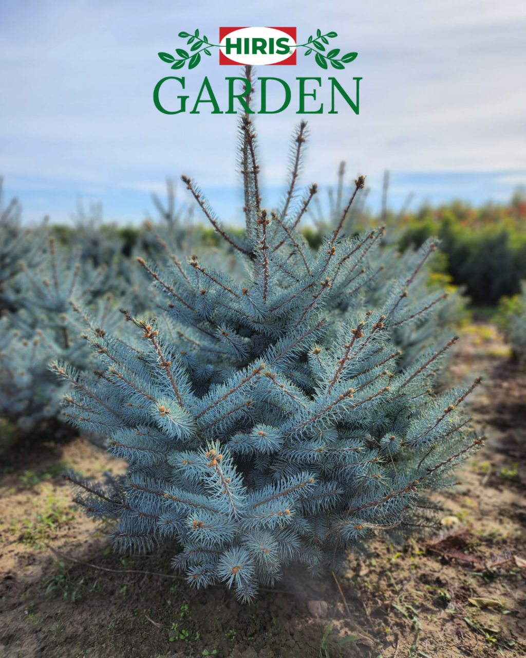 Molid Argintiu - Picea Blue Diamond [2]