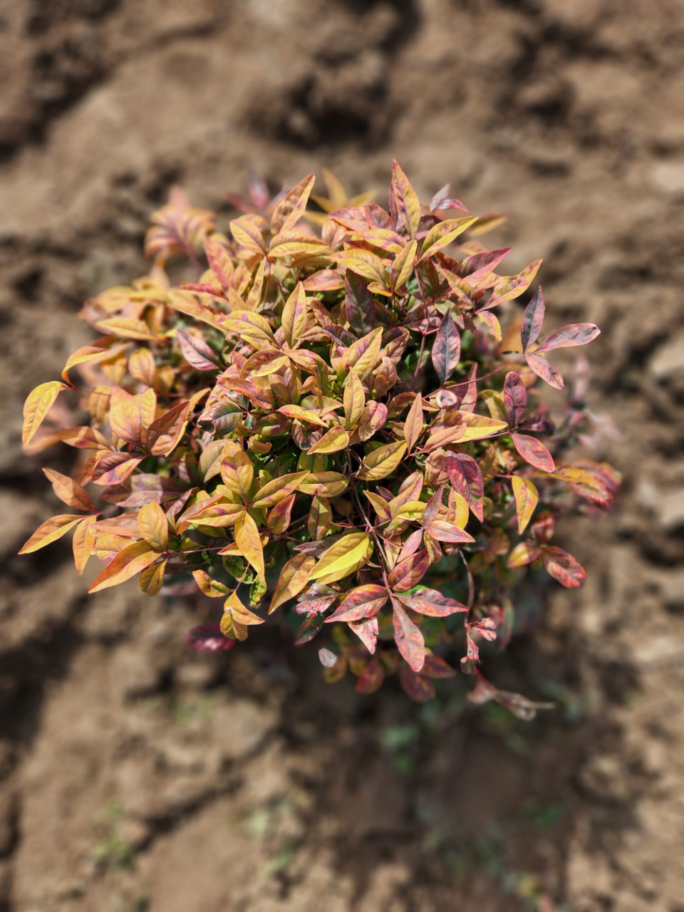 Nandina domestica [2]