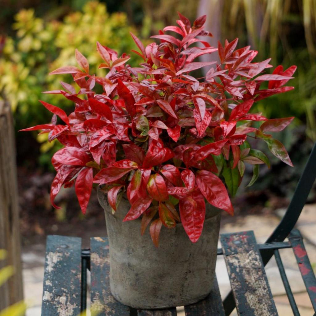 Nandina domestica [3]