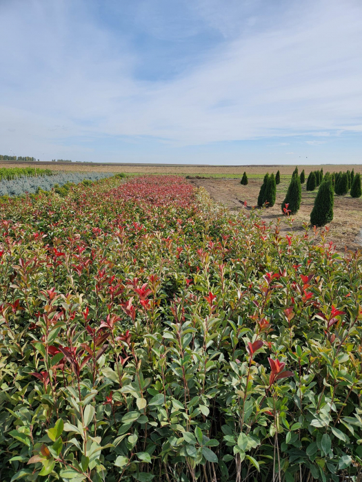 Photinia Red Robin este un arbust veșnic verde, cunoscut pentru frunzele sale noi de culoare roșu aprins. Este o plantă populară pentru grădini și pe terase. [4]