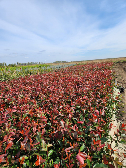 Photinia Red Robin este un arbust veșnic verde, cunoscut pentru frunzele sale noi de culoare roșu aprins. Este o plantă populară pentru grădini și pe terase. [2]
