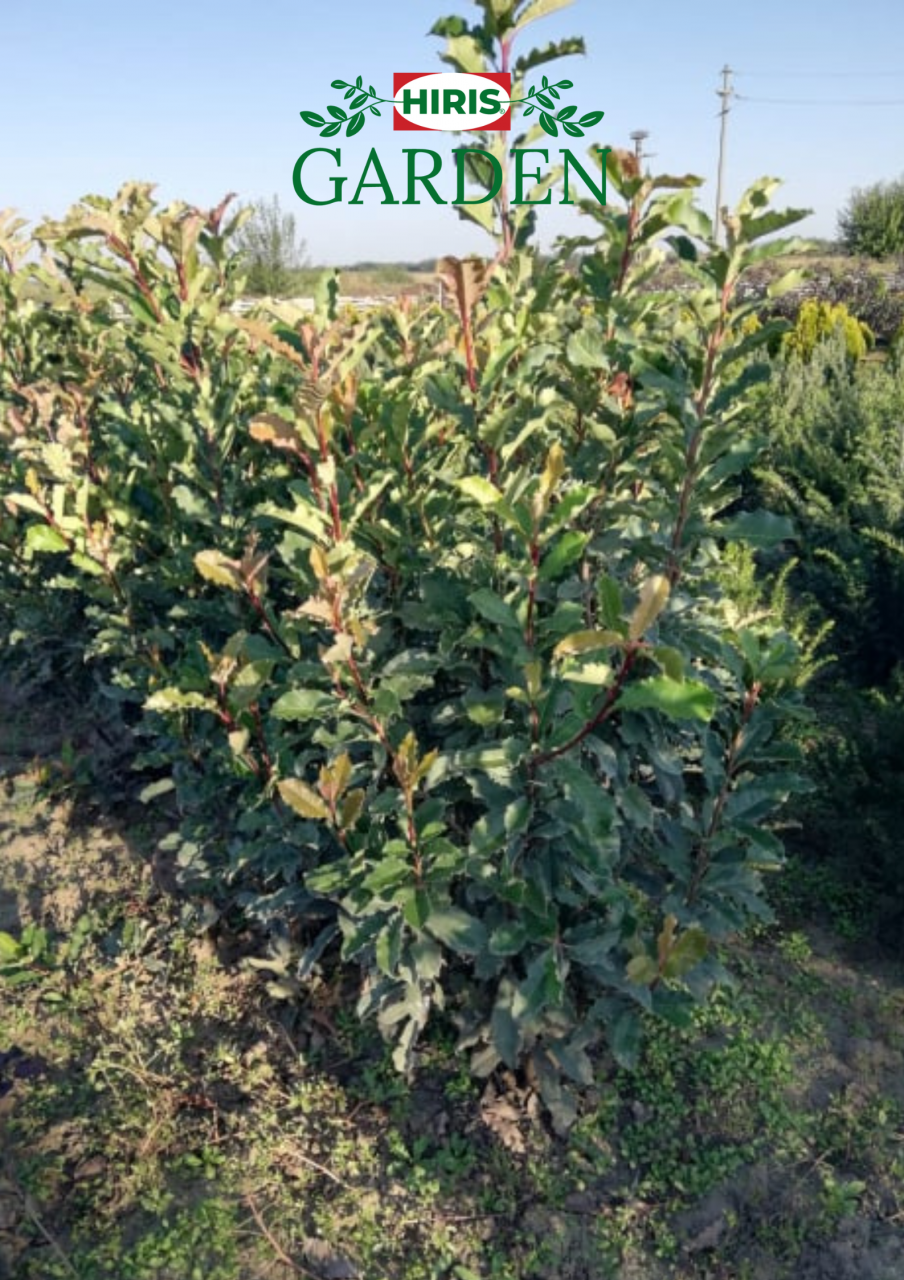 Photinia Red Robin este un arbust veșnic verde, cunoscut pentru frunzele sale noi de culoare roșu aprins. Este o plantă populară pentru grădini și pe terase. [1]