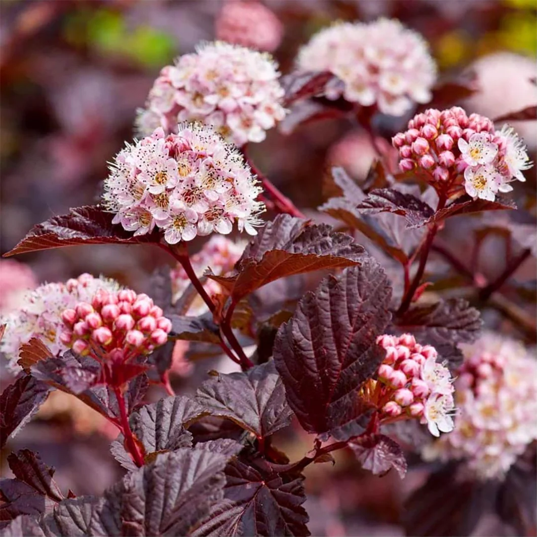 Physocarpus opulifolius [5]