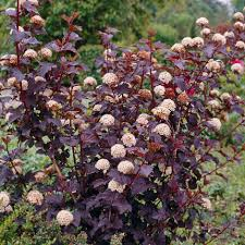 Physocarpus opulifolius [4]