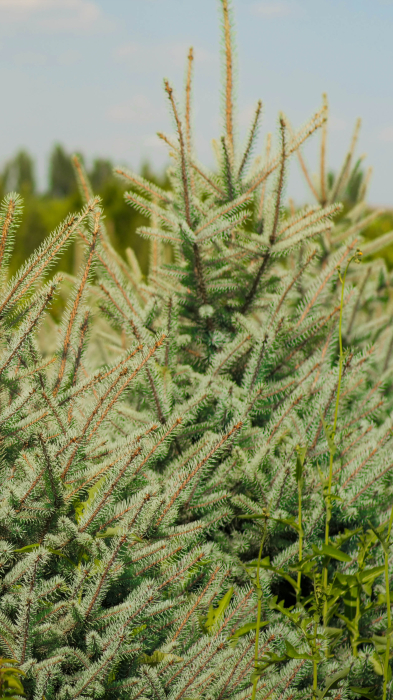 Picea pungens Blue Diamond – molid argintiu decorativ [2]