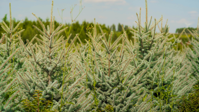 Picea pungens Blue Diamond – molid argintiu decorativ [3]