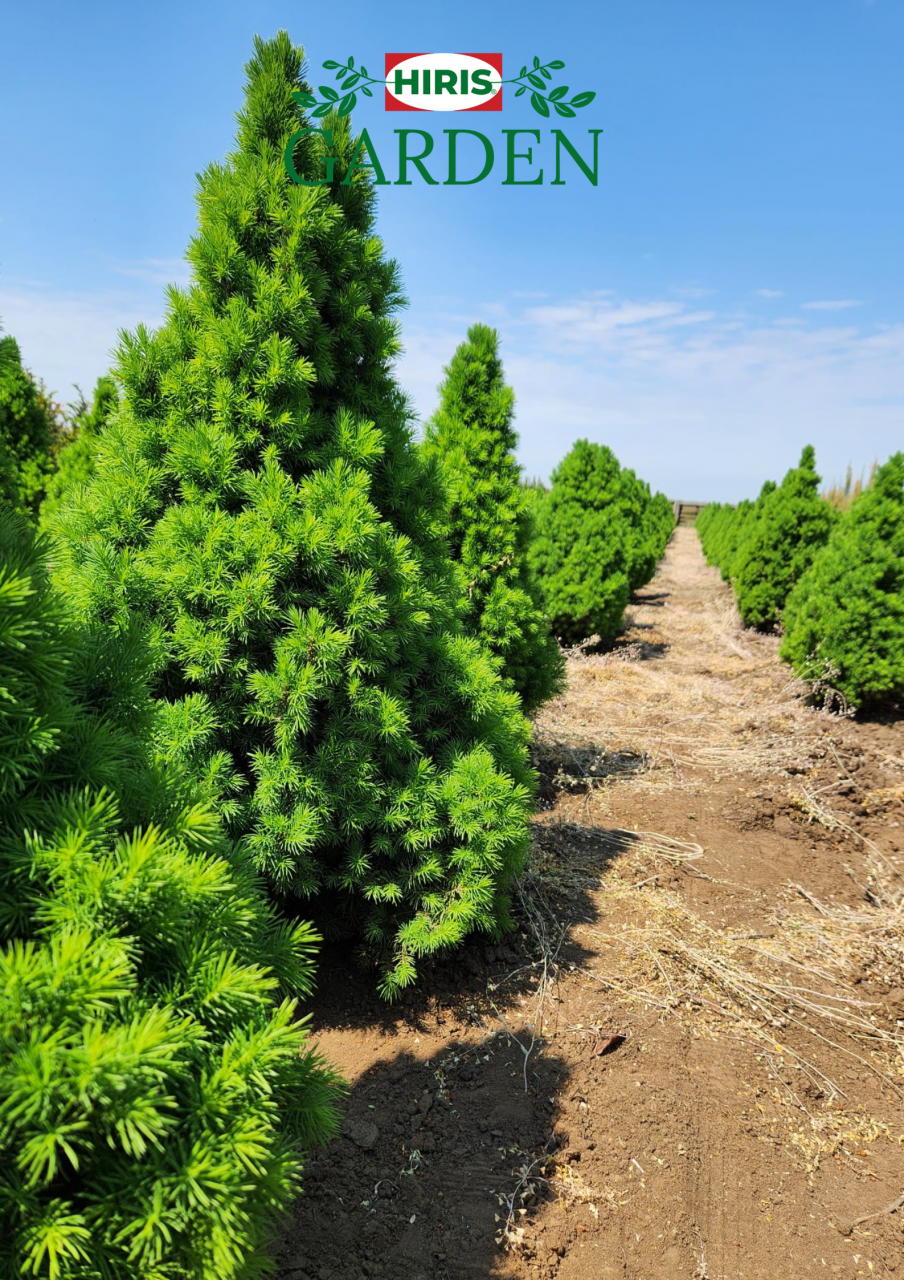 Picea Glauca [1]