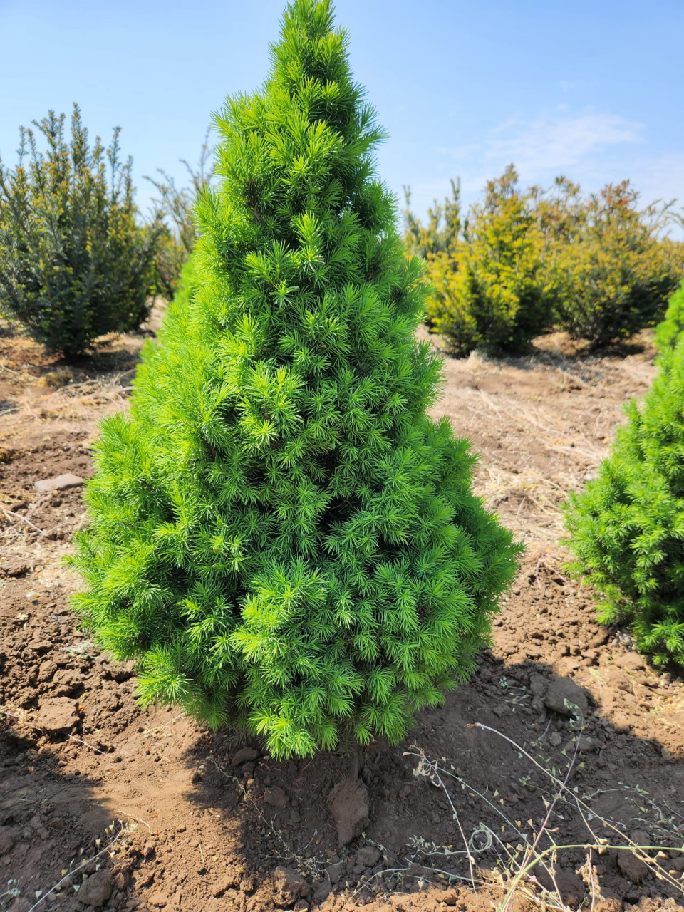 Picea Glauca [3]