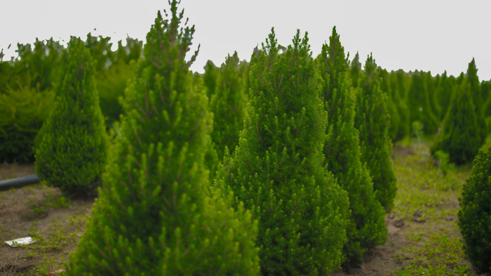 Picea glauca Conica – molid canadian conic [2]