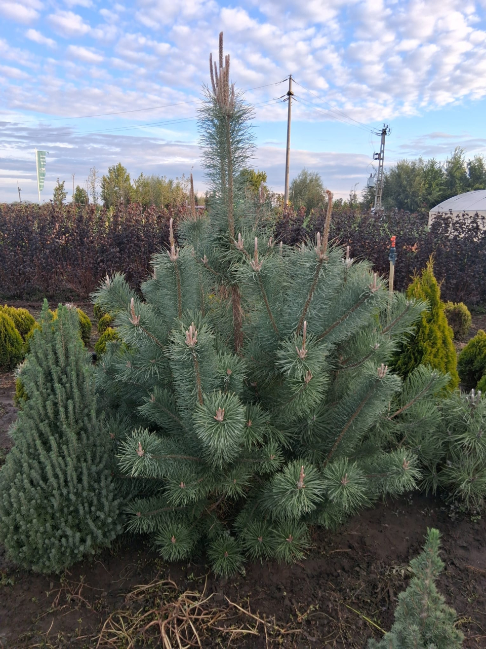 Pinus Nigra (Pin Negru) [2]