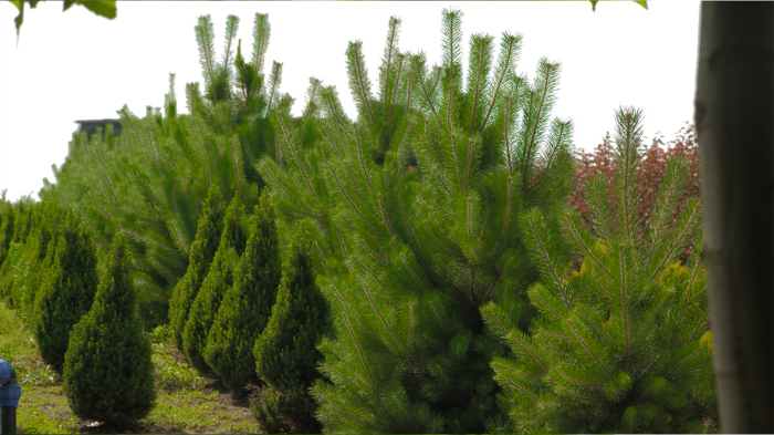 Pinus nigra – pin negru ornamental [2]
