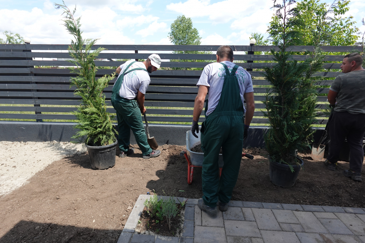 Servicii profesionale de plantare [11]