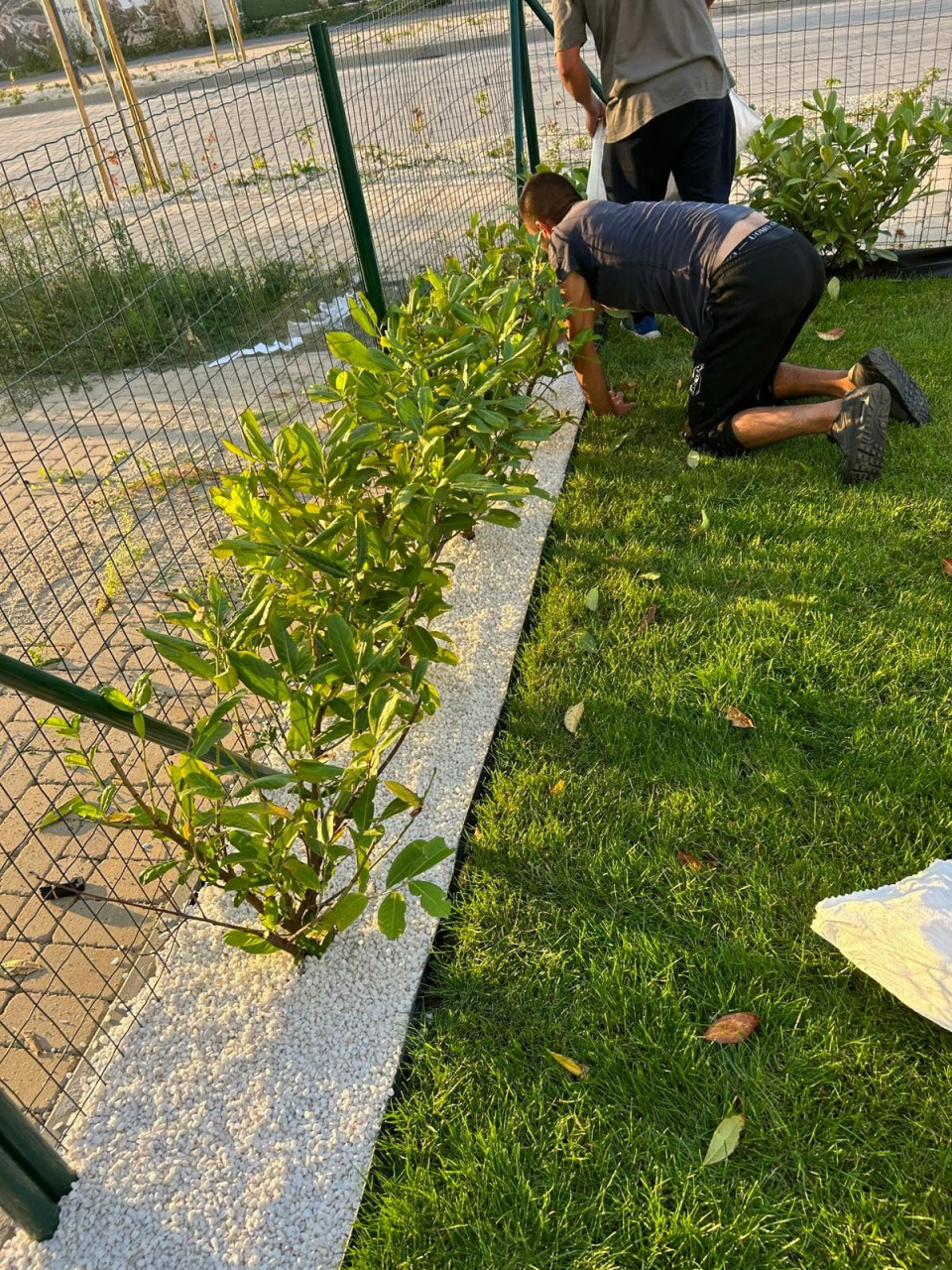 Servicii profesionale de plantare [5]