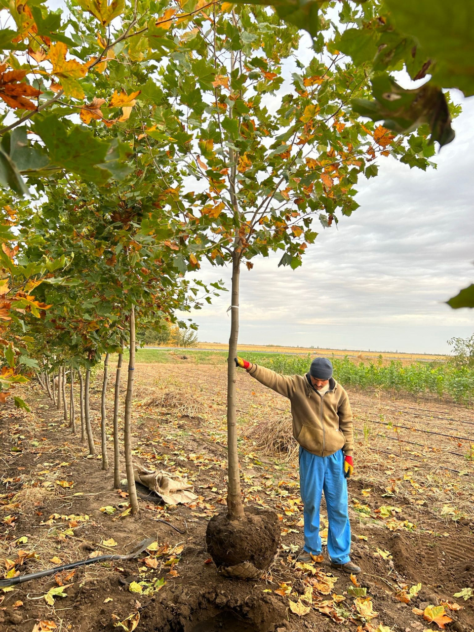 Servicii profesionale de plantare [6]