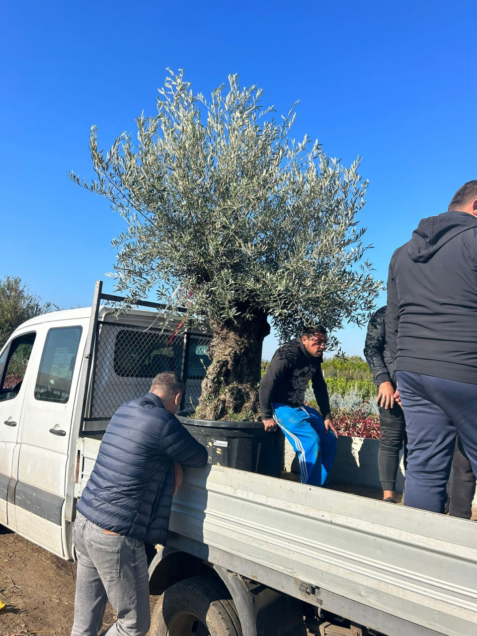 Servicii profesionale de plantare [4]