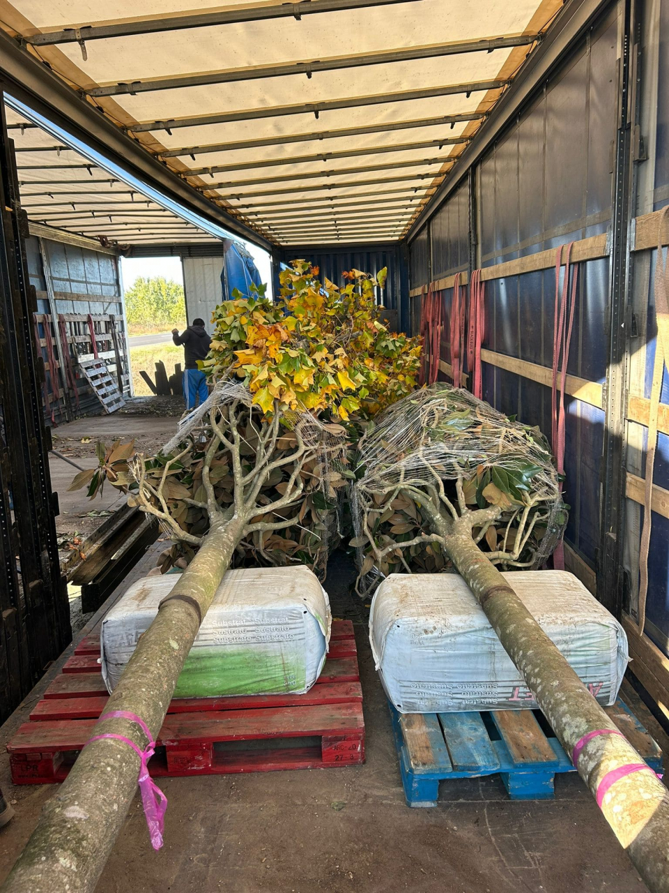 Servicii profesionale de plantare [3]