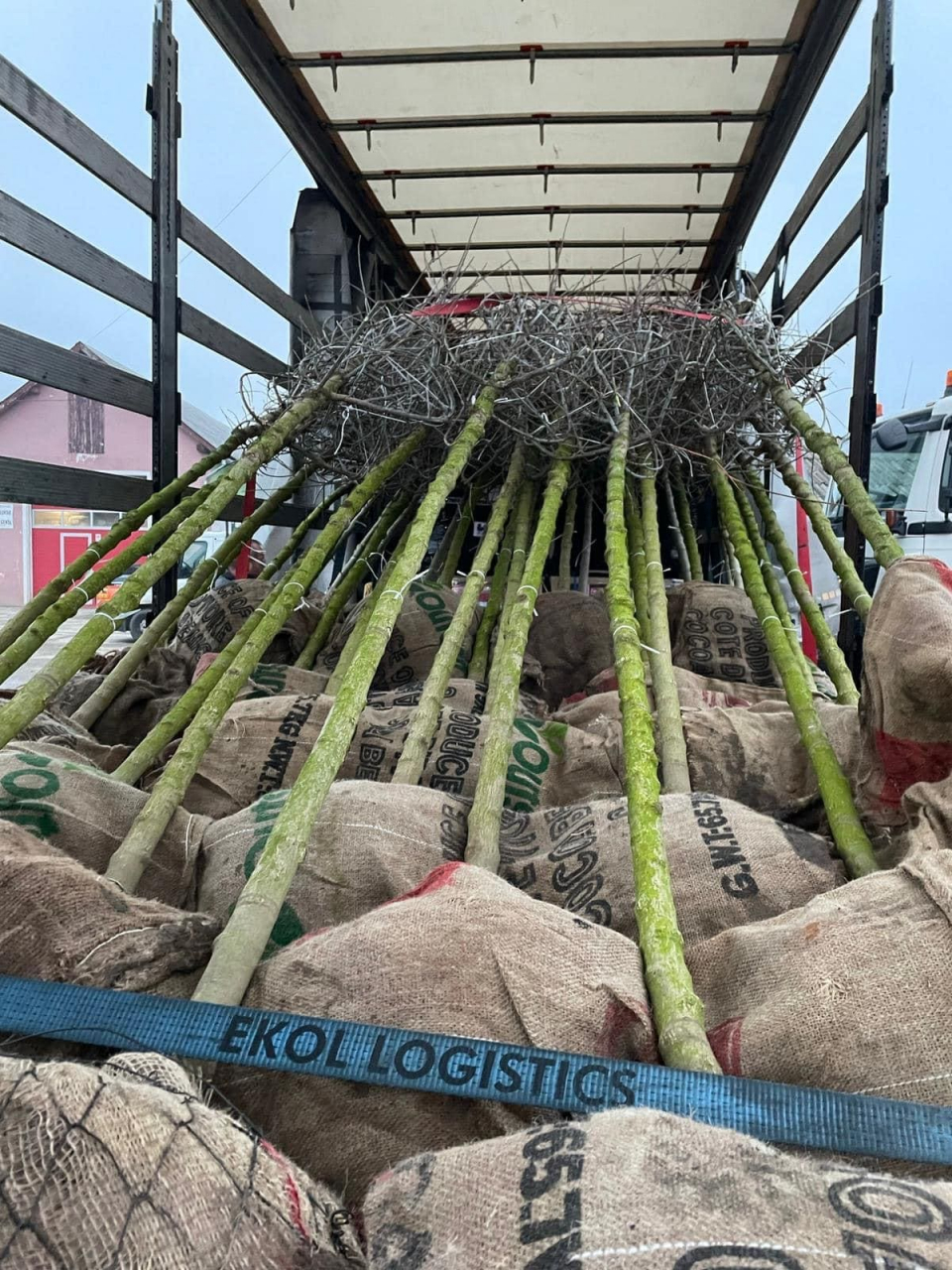 Servicii profesionale de plantare [2]