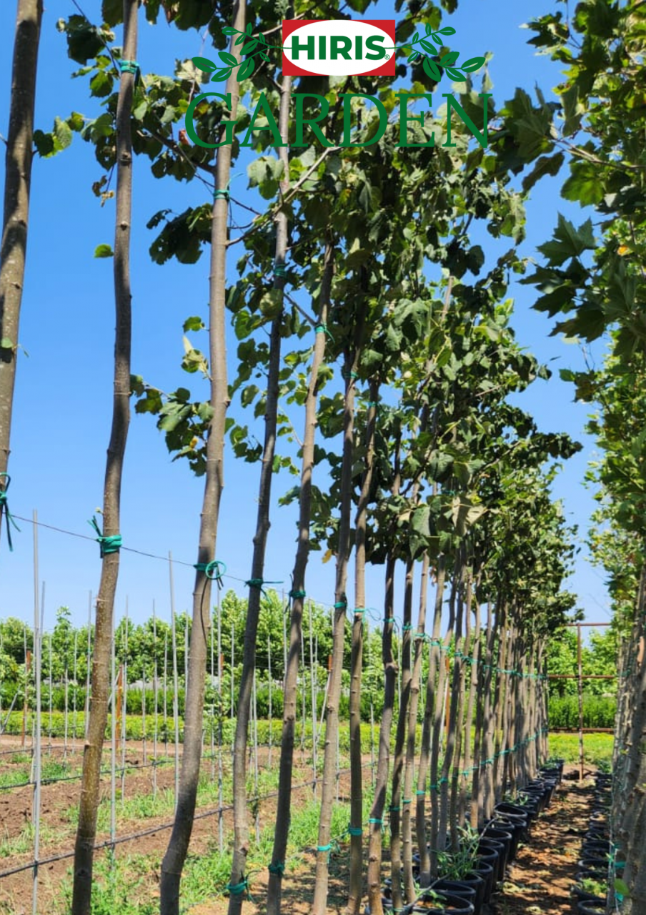 Platan la ghiveci 14–16 cm - Platanus Acerifolia [1]