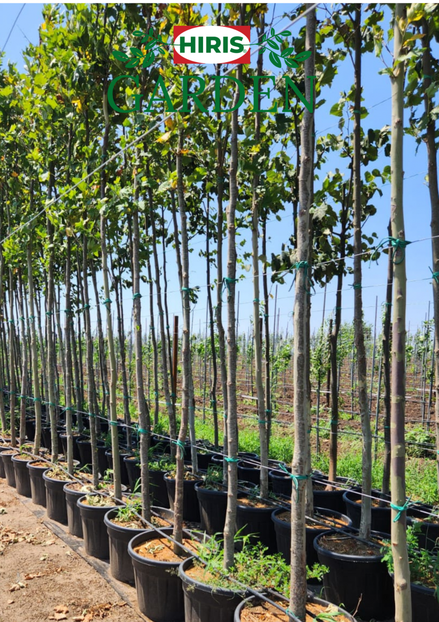 Platan la ghiveci 14–16 cm - Platanus Acerifolia [2]