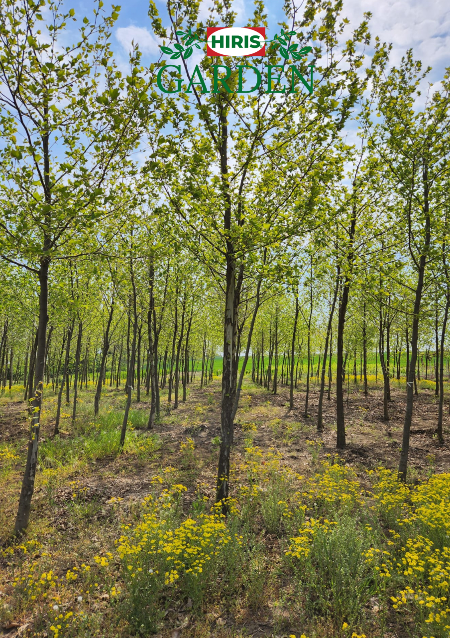 Platanus acerifolia (Platan) [1]