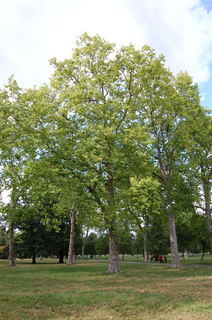 Platanus acerifolia (Platan) [4]