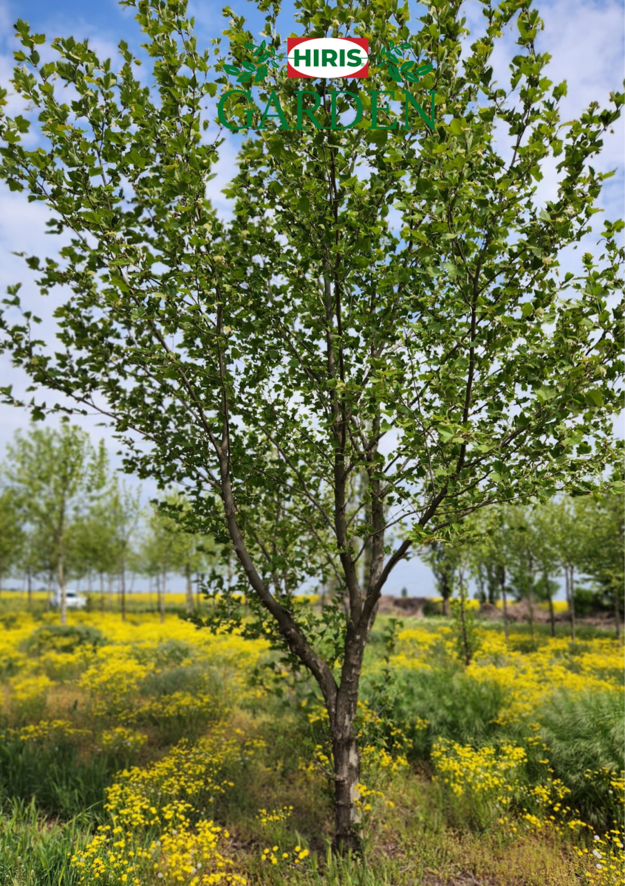 Platanus acerifolia (Platan) [2]