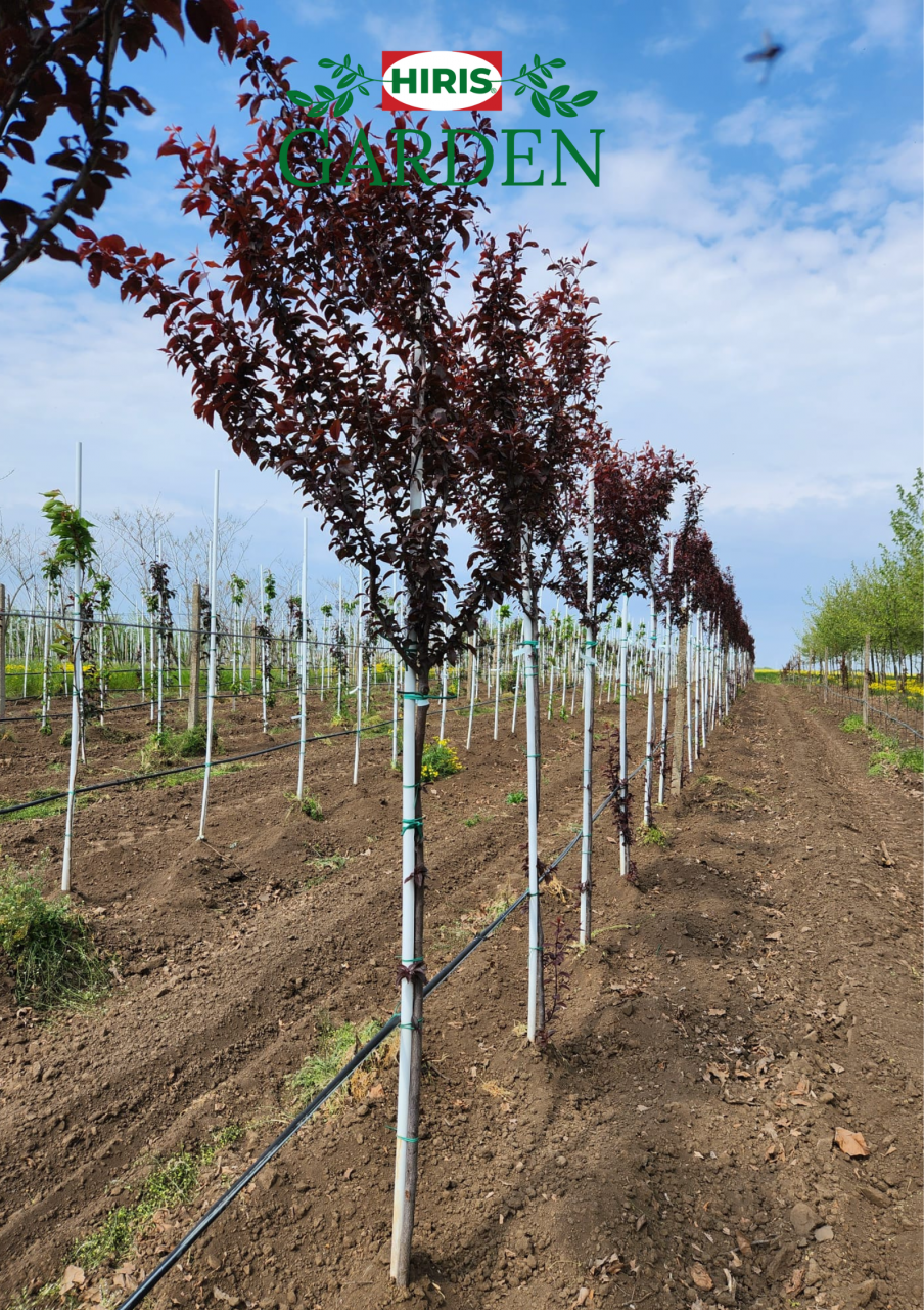Prunus cerasifera Nigra (Corcodus rosu) [1]