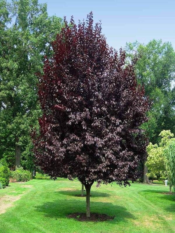 Prunus cerasifera Nigra (Corcodus rosu) [3]