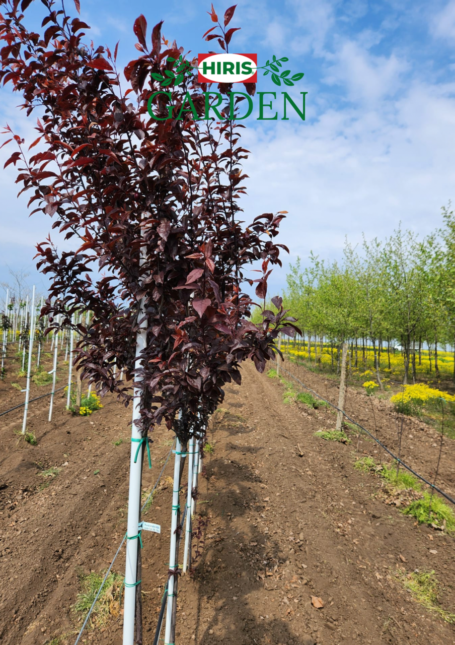 Prunus cerasifera Nigra (Corcodus rosu) [2]