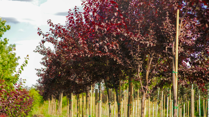 Prunus cerasifera Nigra – corcoduș roșu ornamental [2]