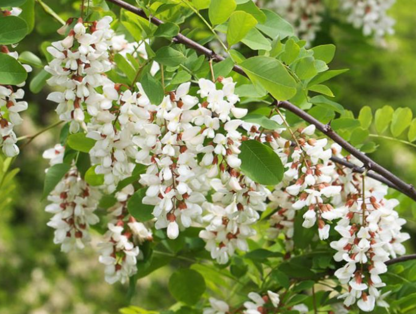 Robinia Pseudoacacia Umbraculifera (Salcâm Globular) [2]