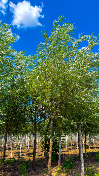 Salix alba – salcie albă ornamentală de talie mare [2]