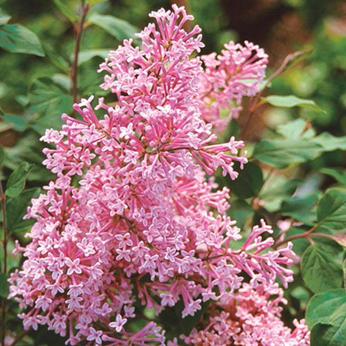 Liliac roz - Syringa 'Josee' 30-40 cm