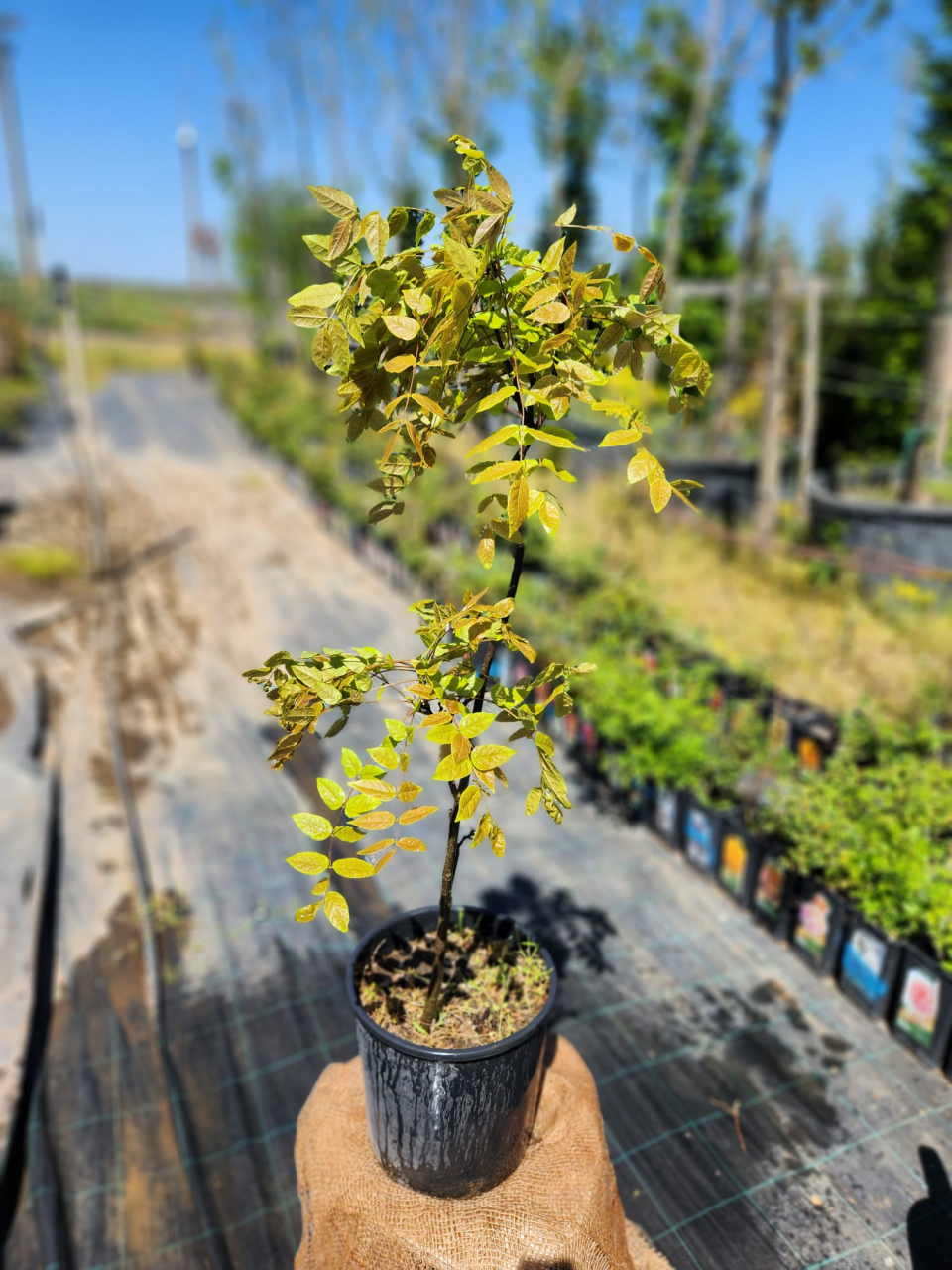 Styphnolobium japonicum – Salcâm Japonez cu flori albe și frunziș verde [1]