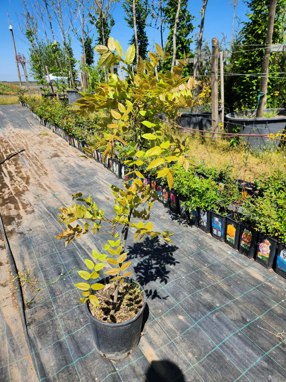 Styphnolobium japonicum – Salcâm Japonez cu flori albe și frunziș verde [3]