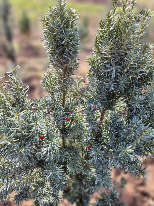 Taxus baccata [3]