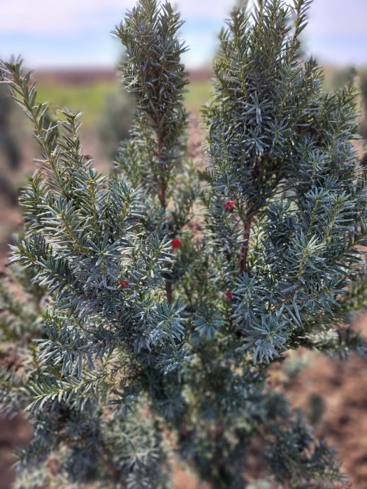 Taxus baccata [4]