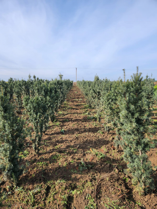 Taxus baccata [5]
