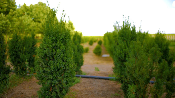 Taxus baccata Fastigiata – tisă columnară pentru gard viu [2]