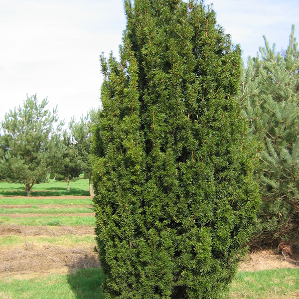 Tisa - Taxus Baccata 40 - 60 cm [4]
