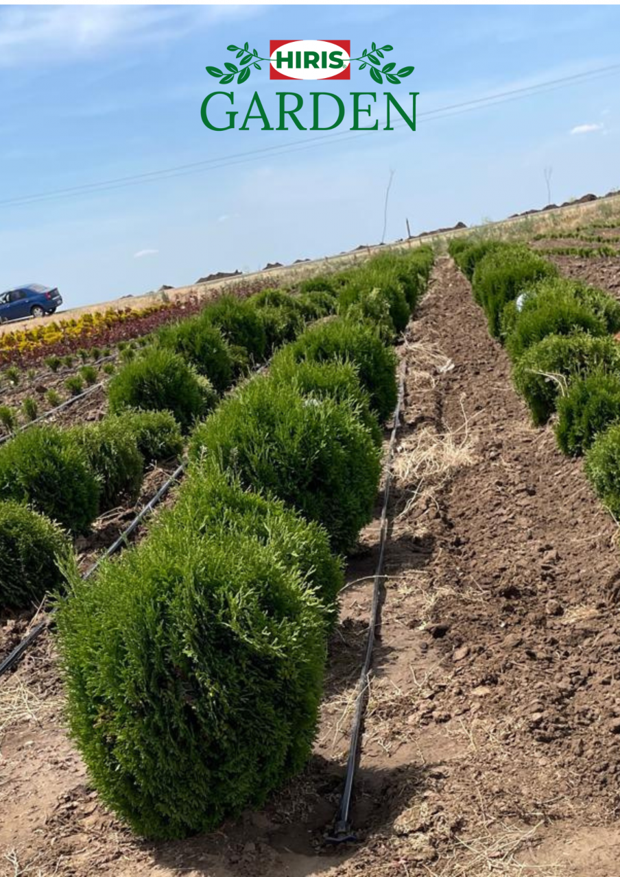 Thuja occidentalis Danica [3]