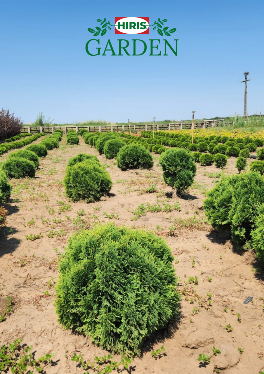 Thuja occidentalis Danica [1]