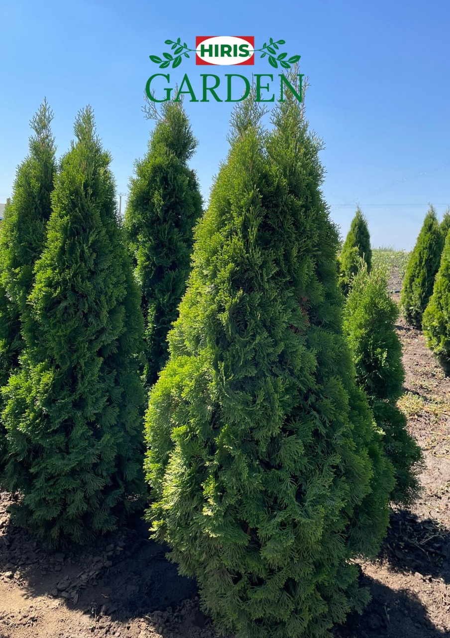 Thuja occidentalis "Smaragd" [1]